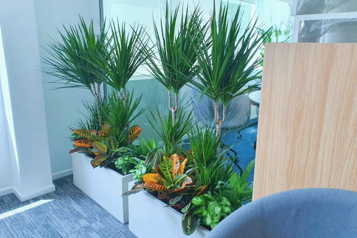 Corporate Plant Service Dubai UAE