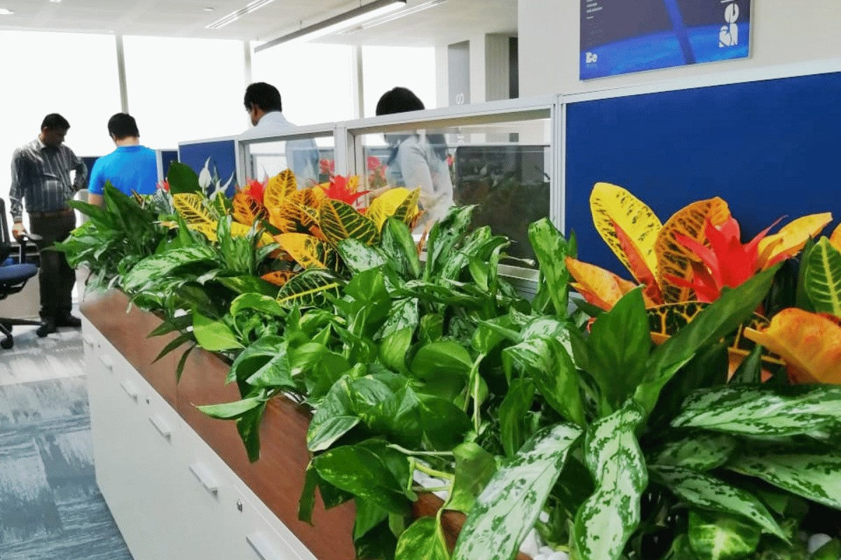 Corporate Plant Service UAE