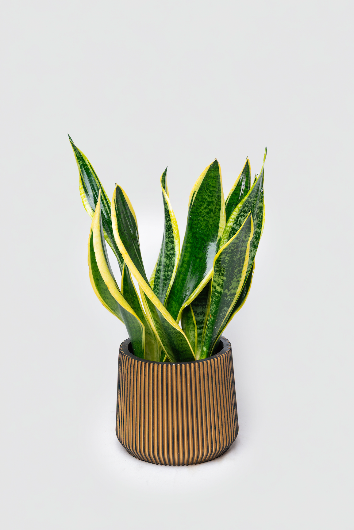 snake plant gold pot Snake Plant Gift Dubai
