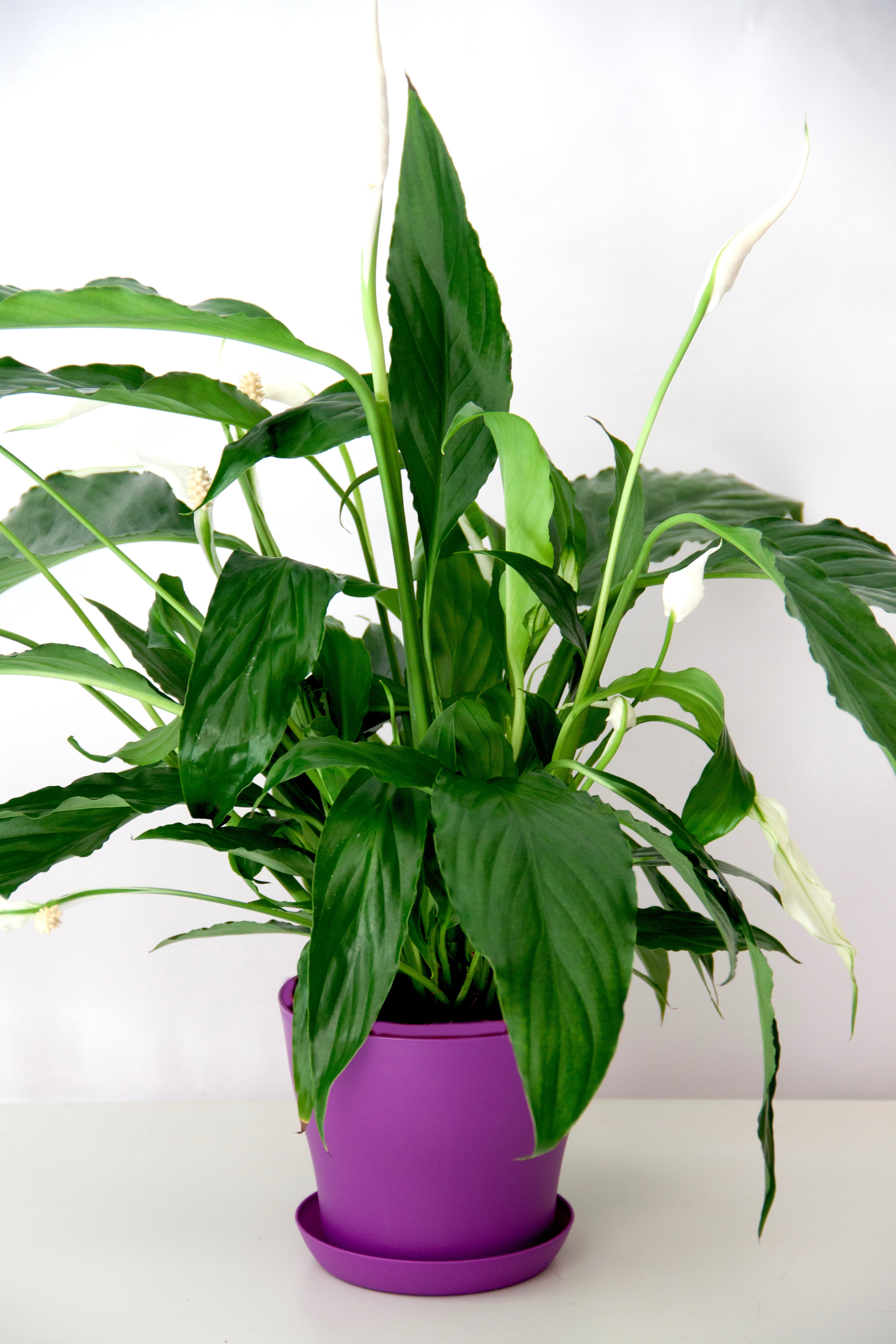 Peace Lily Plant