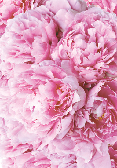 Peony bouquet