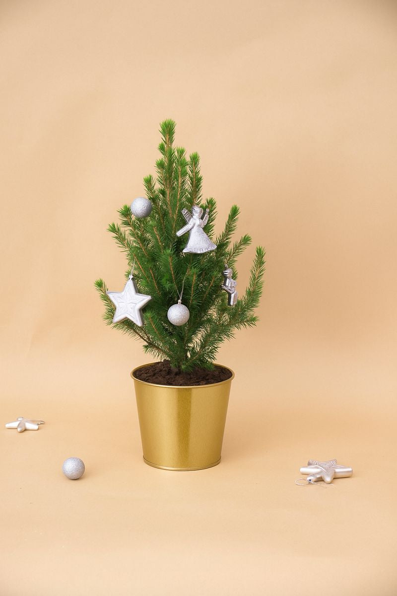 Mini Christmas Pine Tree