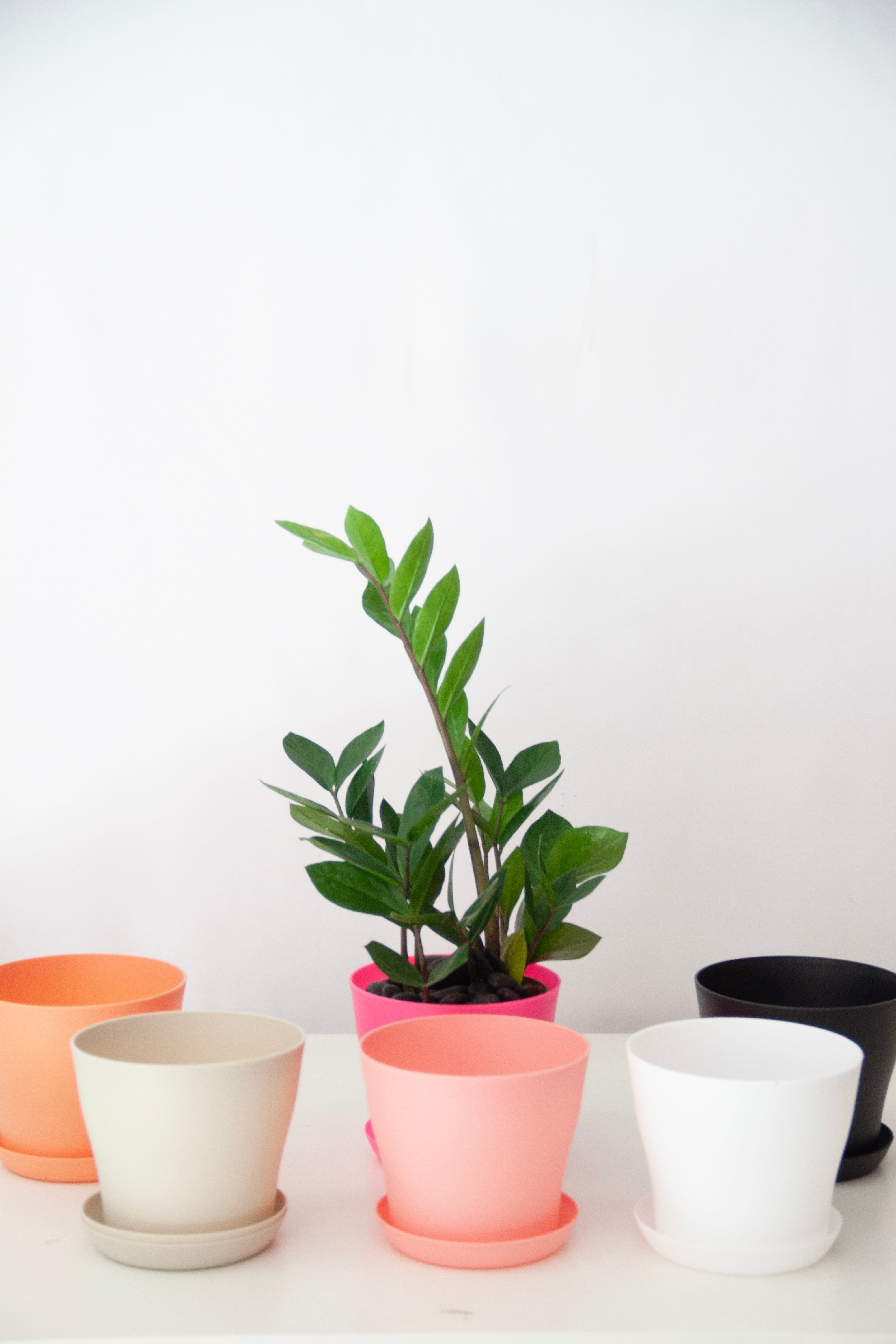 Peace Lily Plant