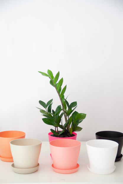 Peace Lily Plant