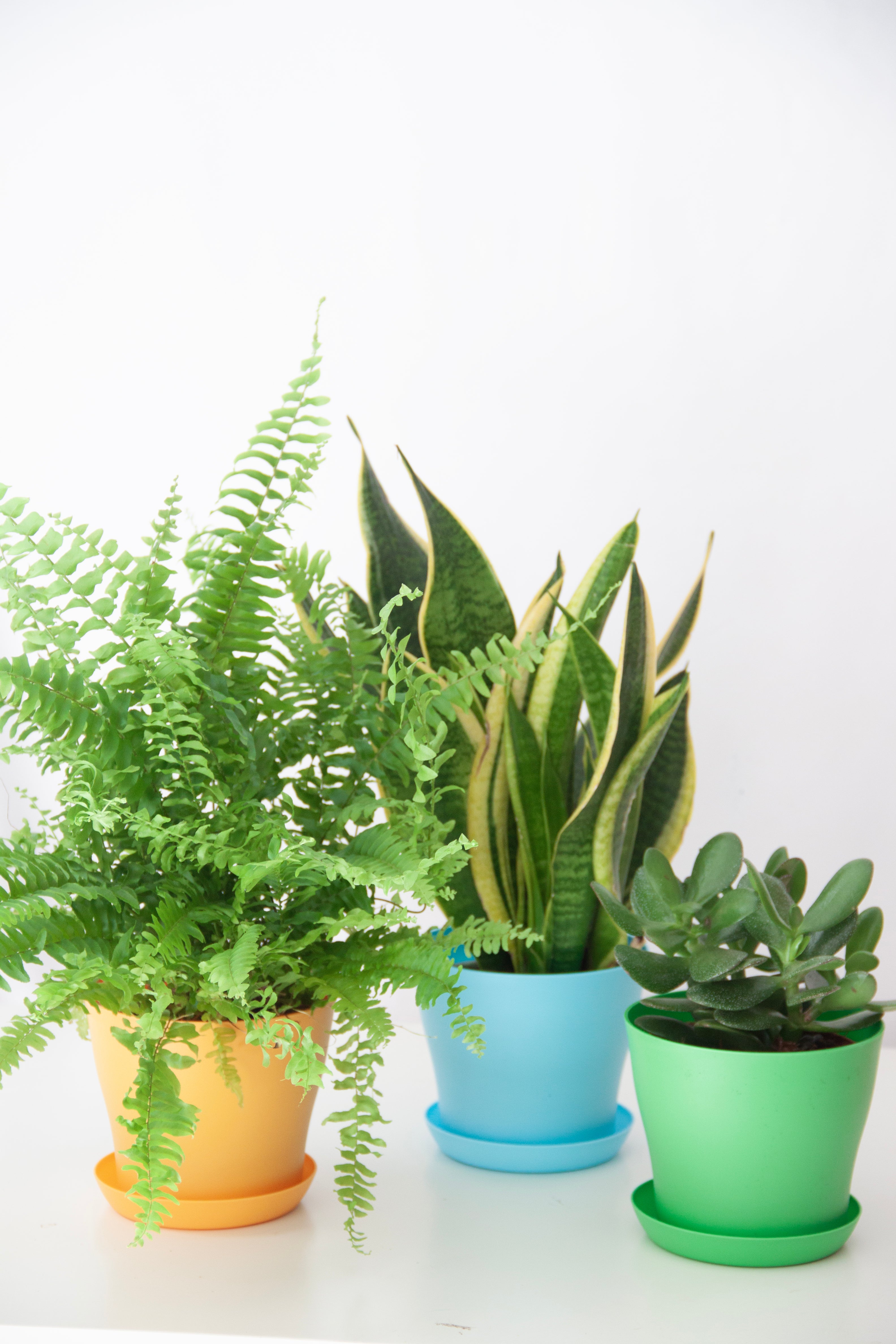 Boston Fern