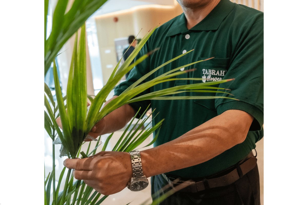 Indoor Plant Maintenance Services Dubai UAE