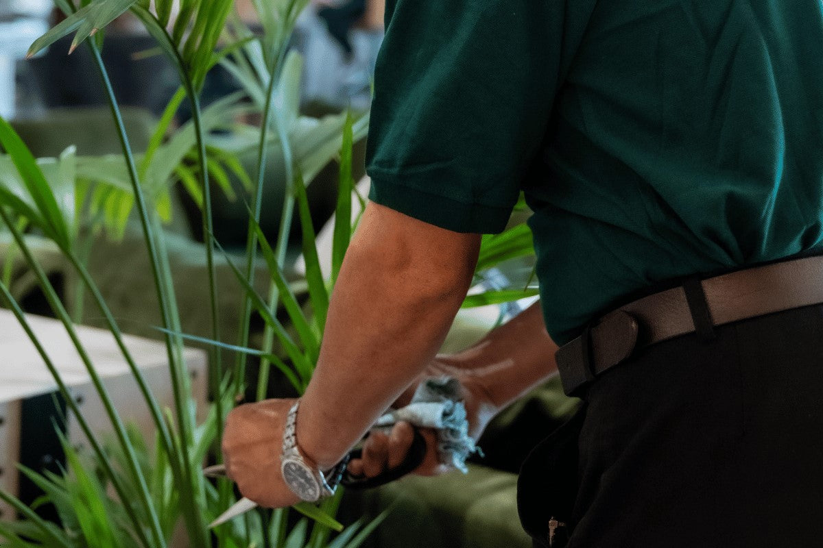 Indoor Plant Maintenance Services UAE