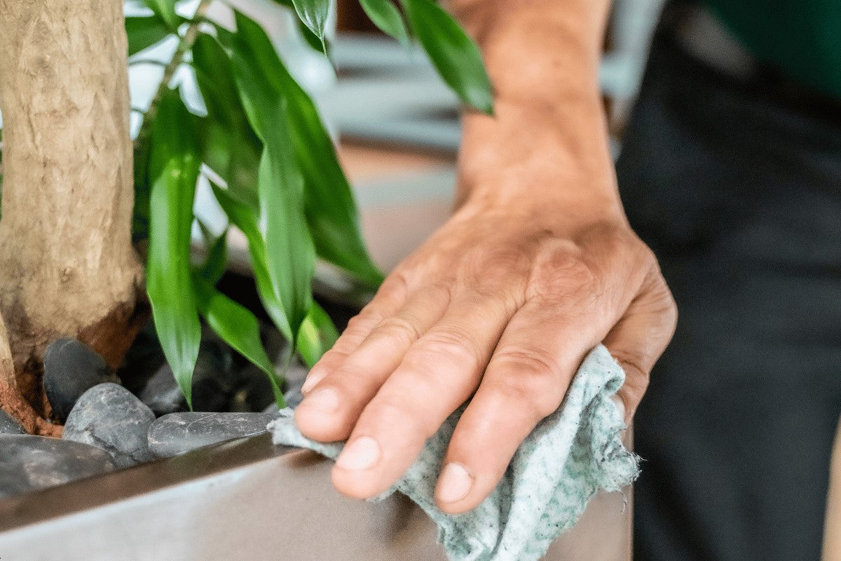 Indoor Plant Maintenance Services