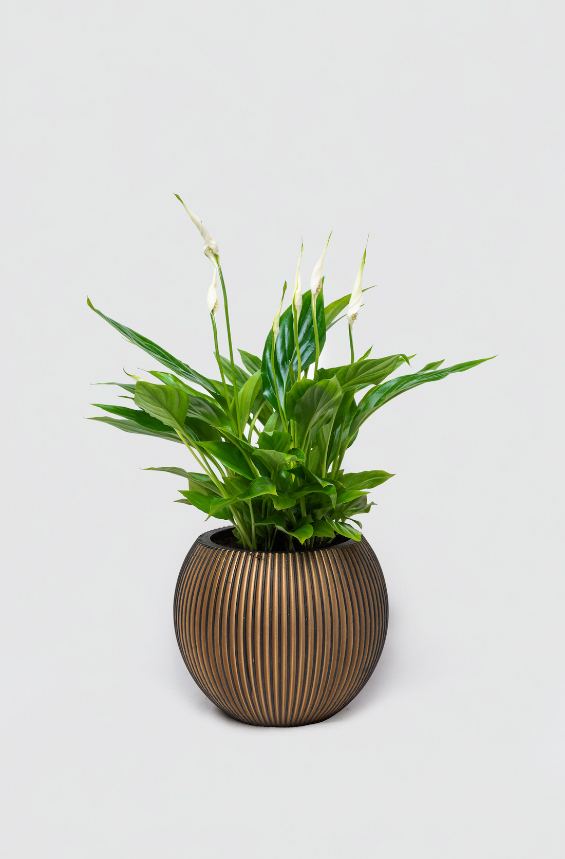 Serenity Peace Lily Gift