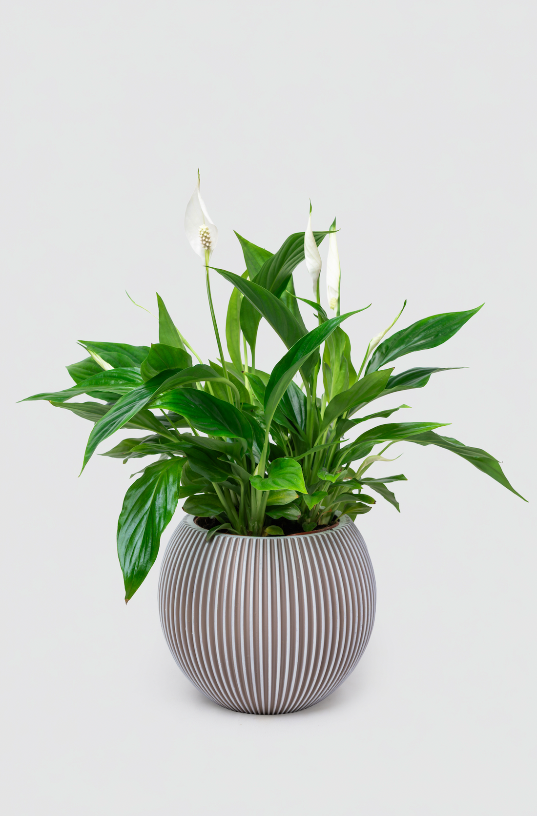 Serenity Peace Lily Gift
