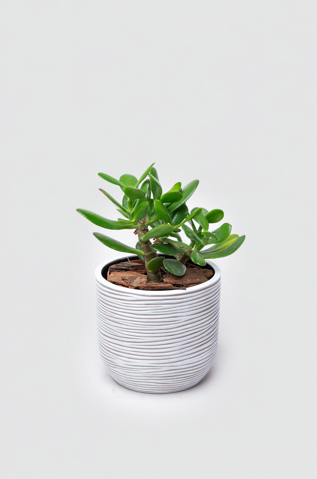 Lucky Jade Plant Gift