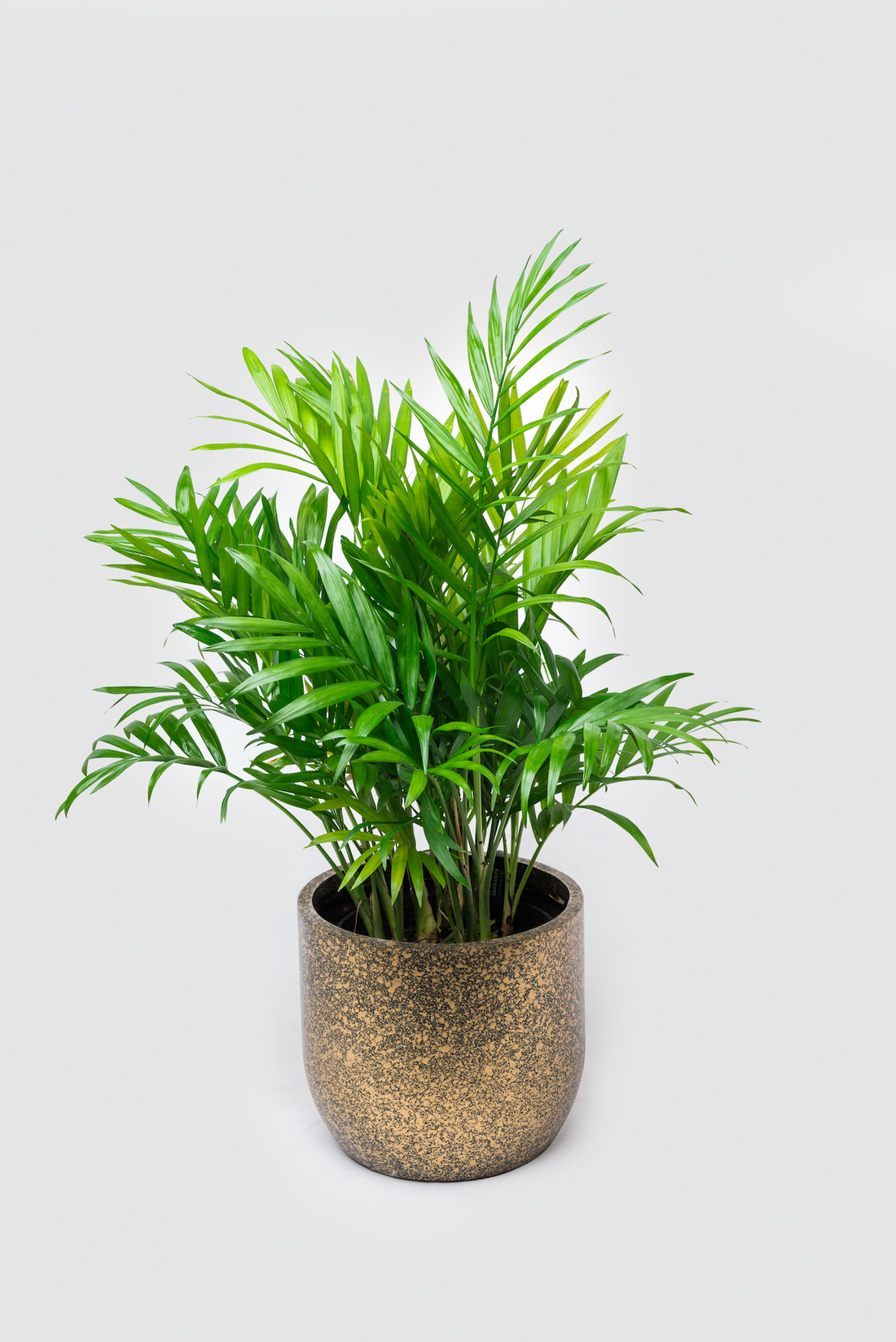 Parlour Palm Gift
