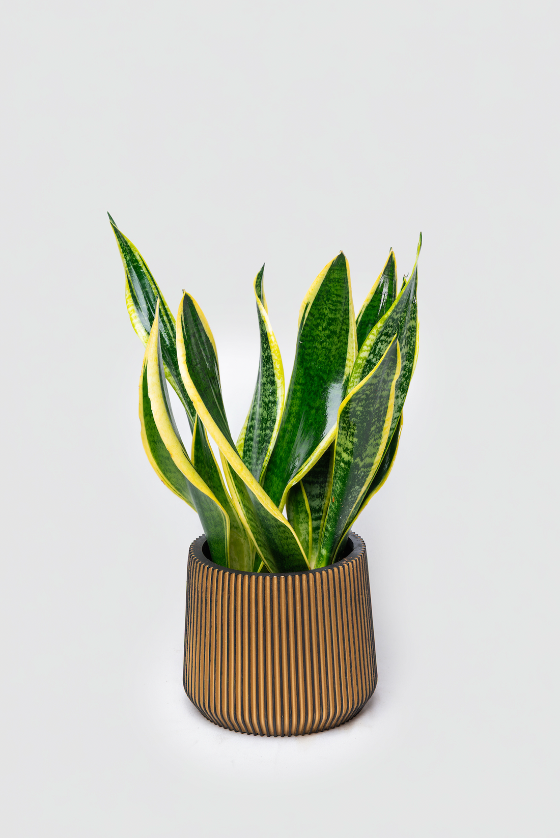 Snake Plant Gift