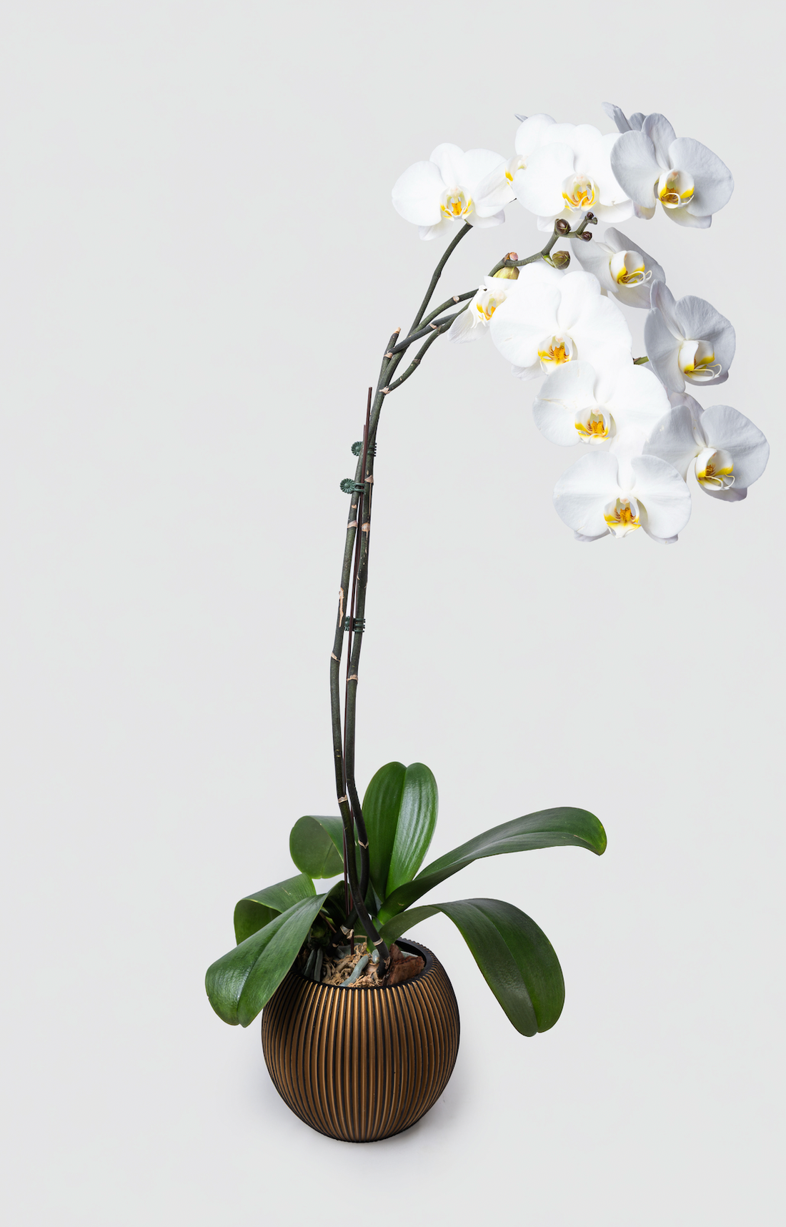Elegant White Orchid Gift