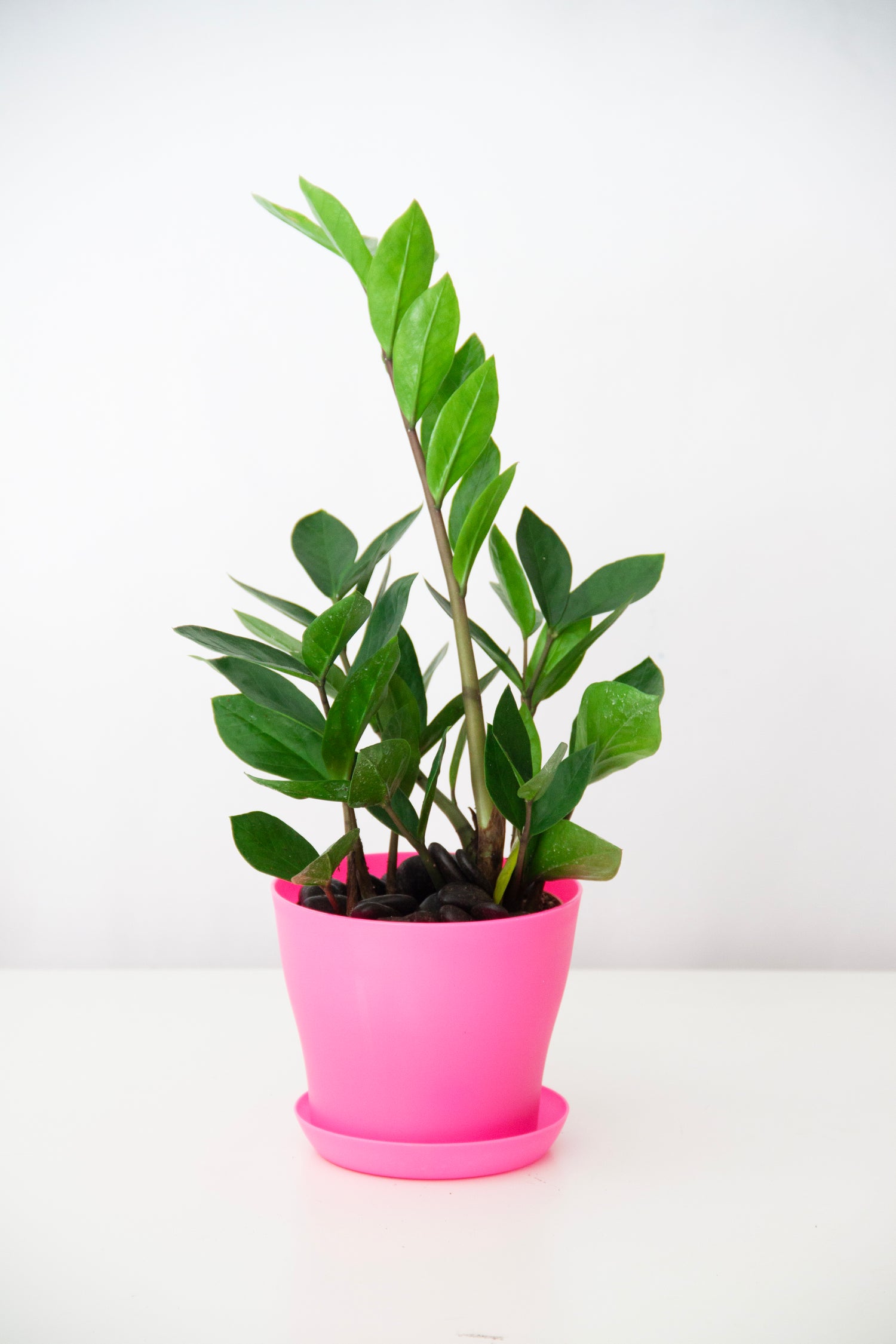 zz plant pink ZZ Plant – Tabrah Flowers
